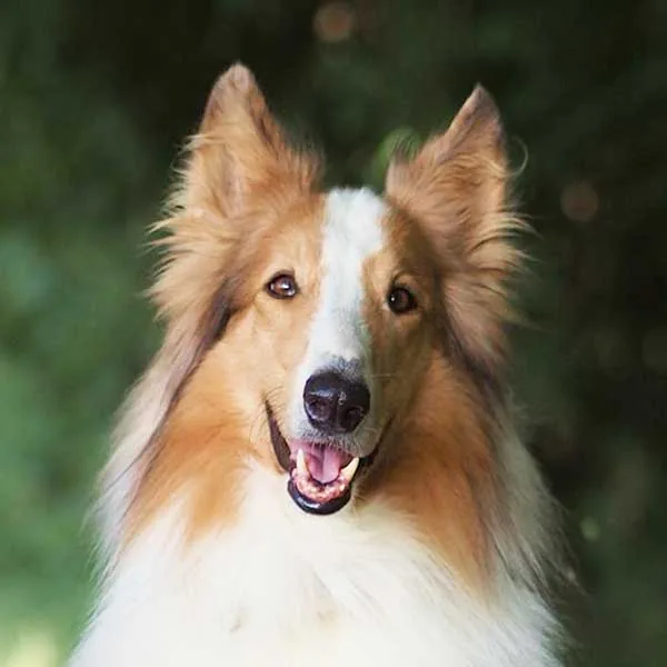 Collie Finnick