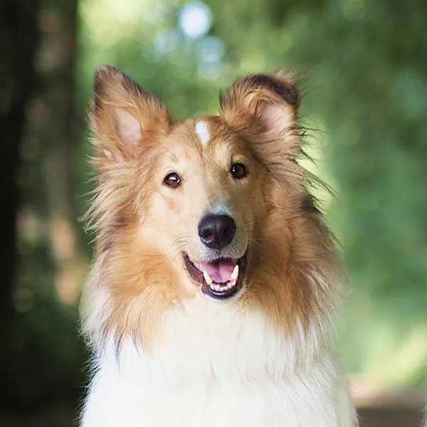 Collie Ivy