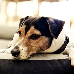 Dansky Figo liegt entspannt auf seinem Hundebett