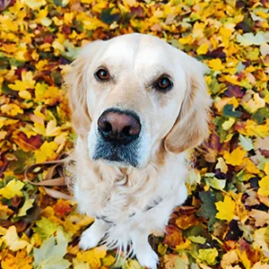 Golden Retriever Chase sitzt im Herbstlaub und schaut in die Kamera