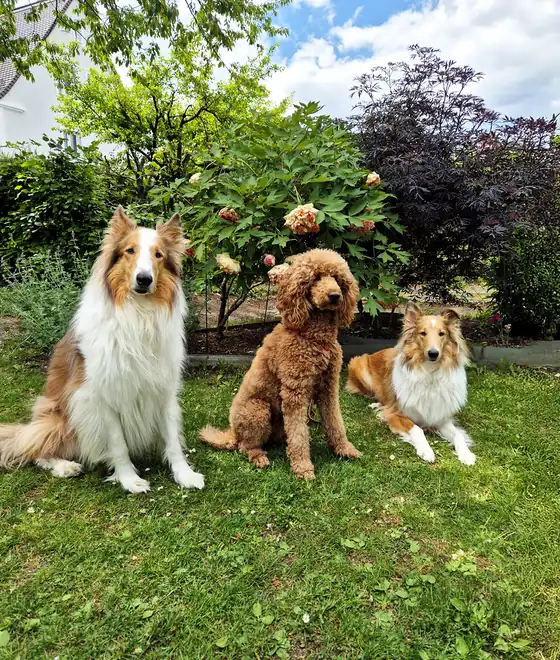 Zwei Collies und ein brauner Pudel sitzen nebeneinander auf dem Rasen im Garten
