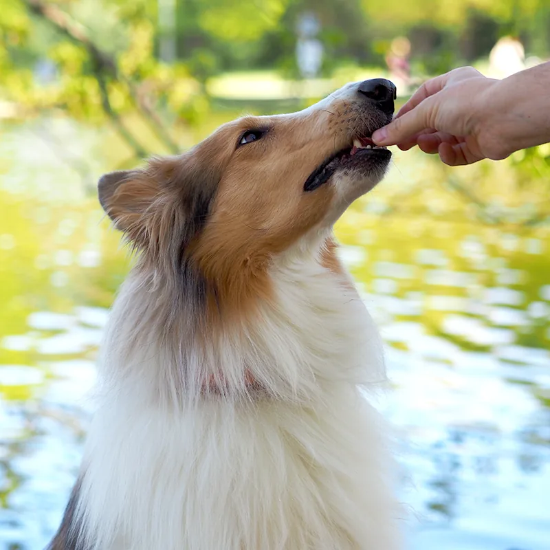 Collie bekommt am Wasser ein Leckerli aus der Hand