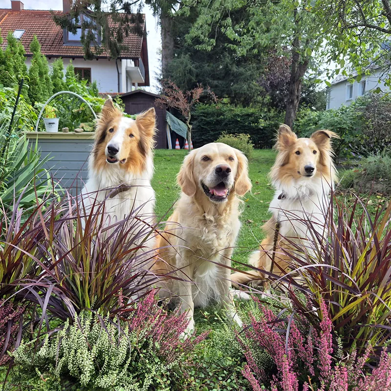 Zwei Collies und ein Golden Retriever sitzen im Garten