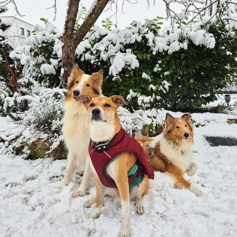Drei Hunde stehen im verschneiten Garten