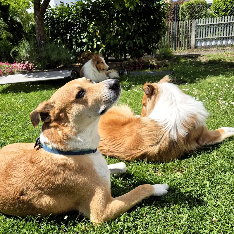 Drei Hunde liegen in der Sonne im Garten