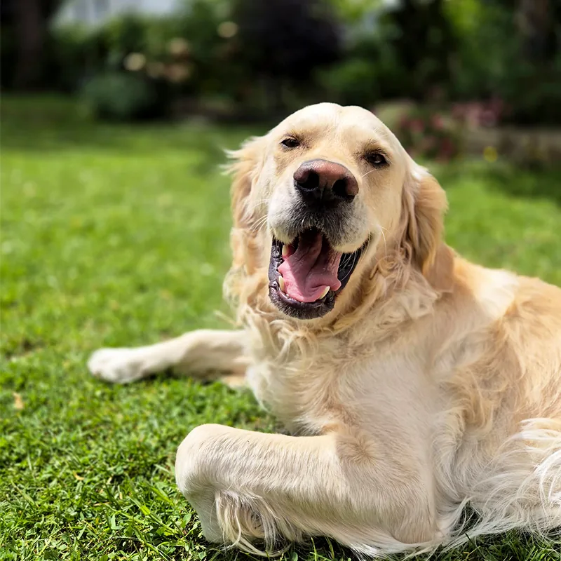 Golden Retriever liegt hechelnd auf der Wiese