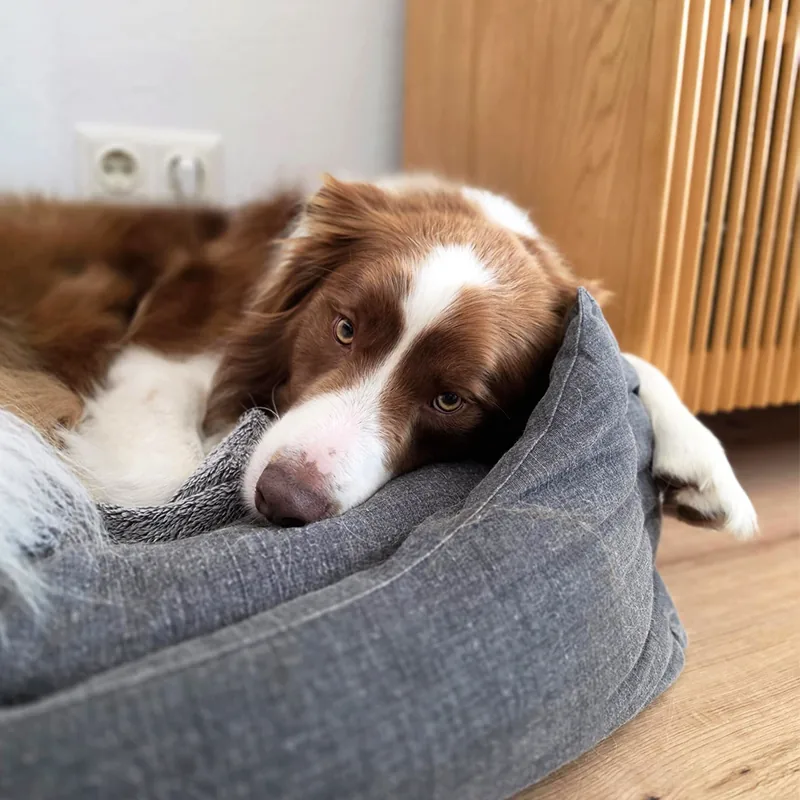 Braun-weißer Hund döst mit dem Kopf auf dem Rand seines Hundebetts