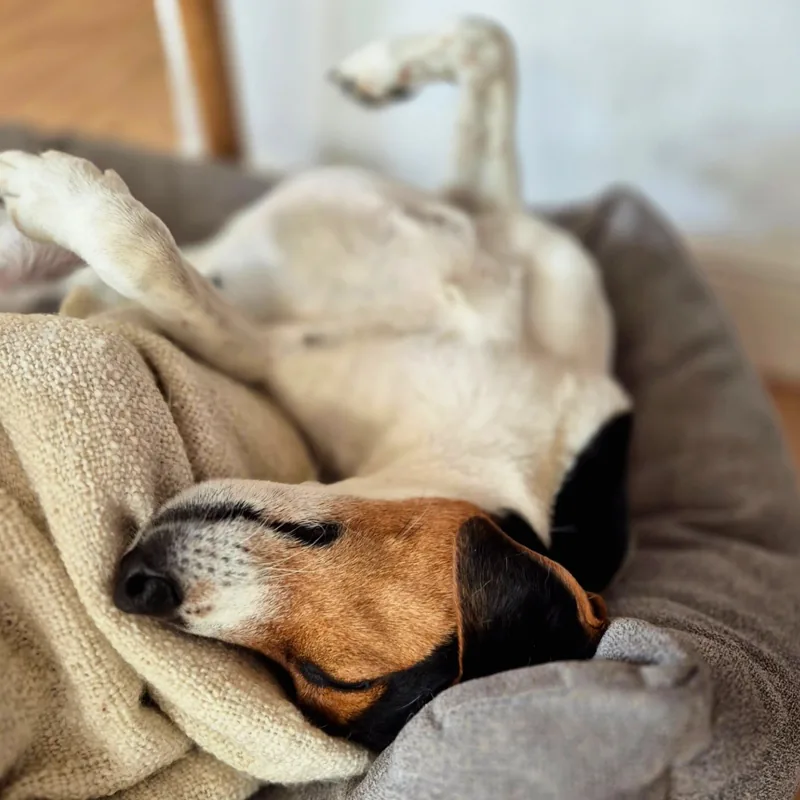 Hund schläft auf dem Rücken in seinem Körbchen