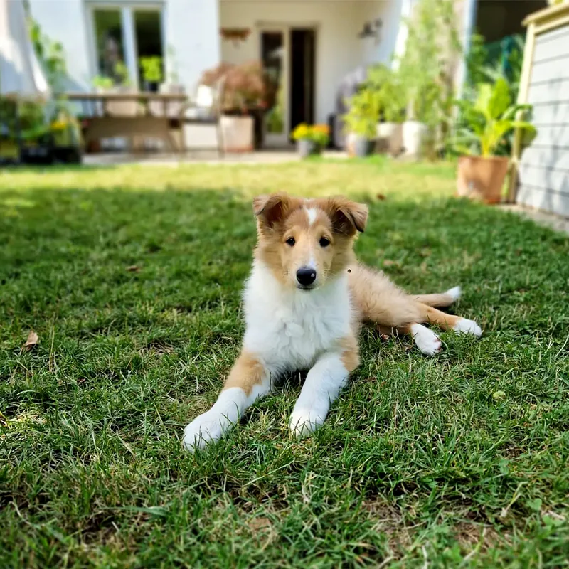 Junger Collie liegt auf der Wiese im Garten