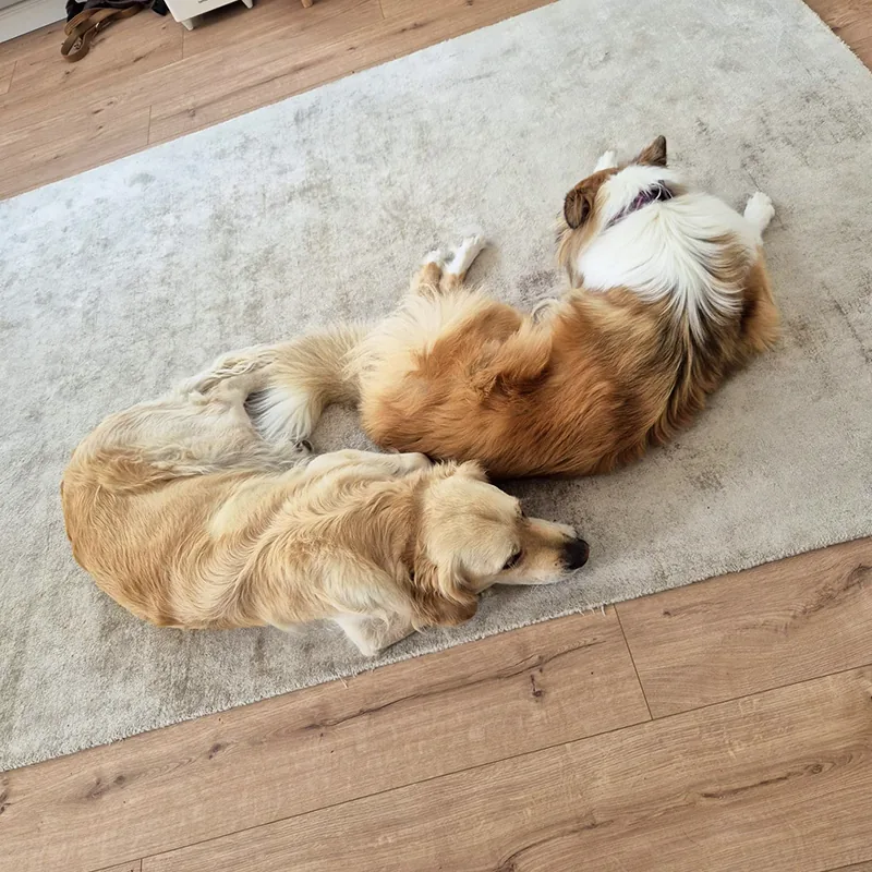 Zwei Hunde schlafen nebeneinander auf dem Teppich