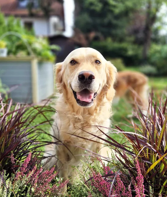 Golden Retriever sitzt lachend im Garten hinter blühendem Heidekraut