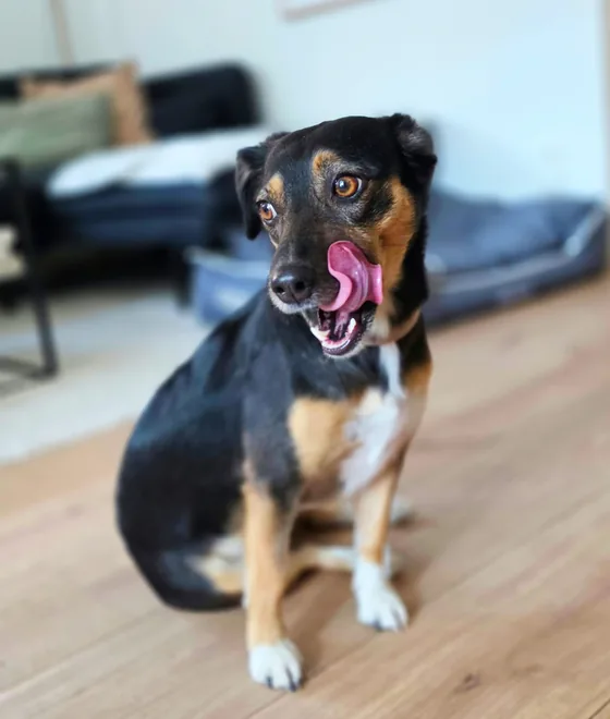 Schwarz-brauner Hund sitzt im Wohnzimmer und leckt sich die Nase