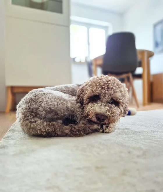 Lockiger Hund liegt zusammengerollt auf dem Teppich im Wohnzimmer