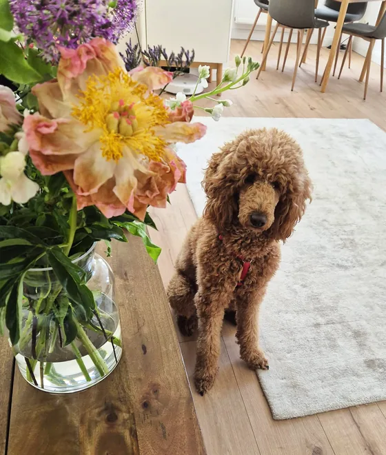 Brauner Pudel sitzt im Wohnzimmer neben einem Tisch mit Blumenstrauß