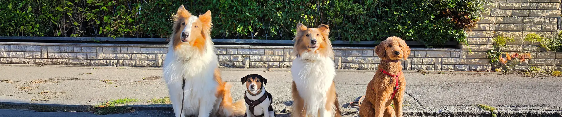 Vier Hunde sitzen nebeneinander am Wegrand: zwei Collies, ein kleiner dreifarbiger Hund und ein brauner Pudel