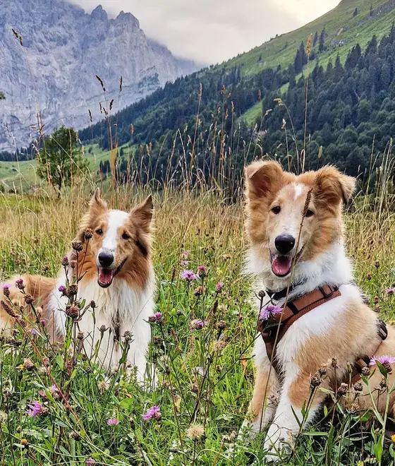 Zwei Collies sitzen auf einer blühenden Bergwiese, im Hintergrund Berge