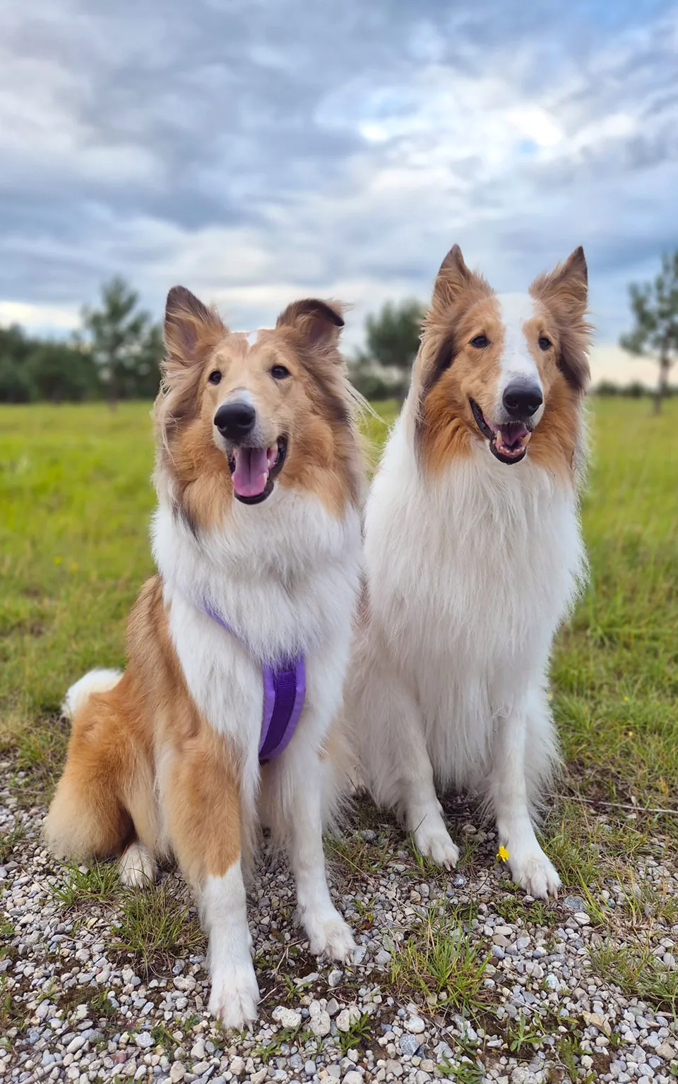 Zwei Collies sitzen nebeneinander auf einer Wiese