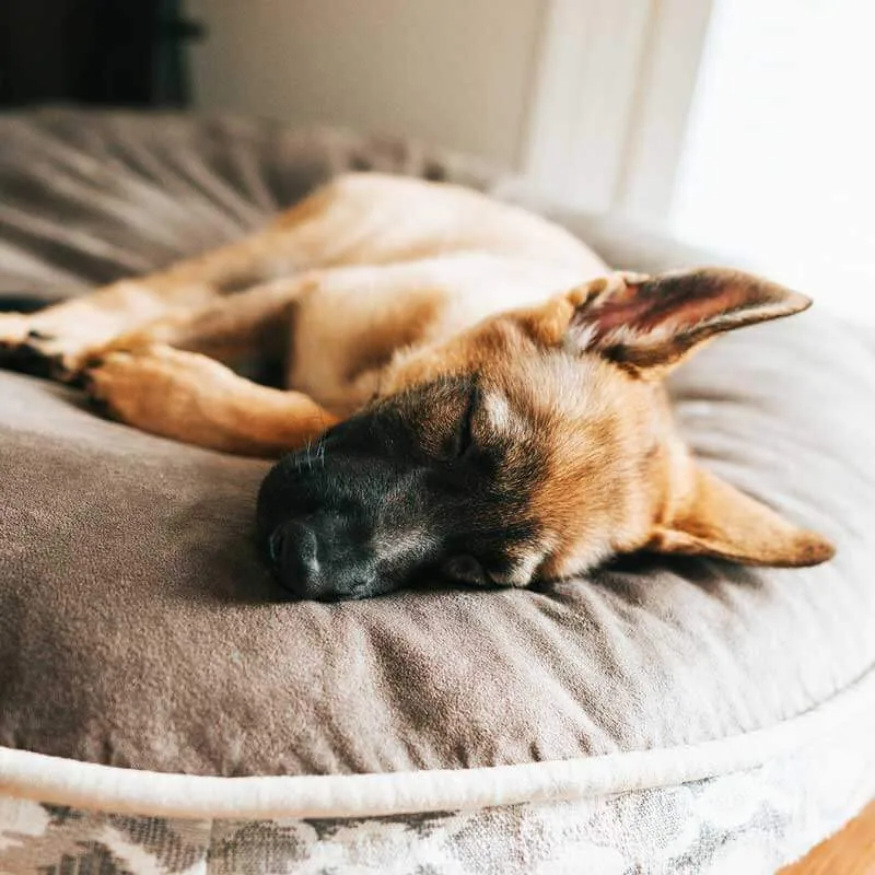 Entspannter Hund auf einem Hundebett