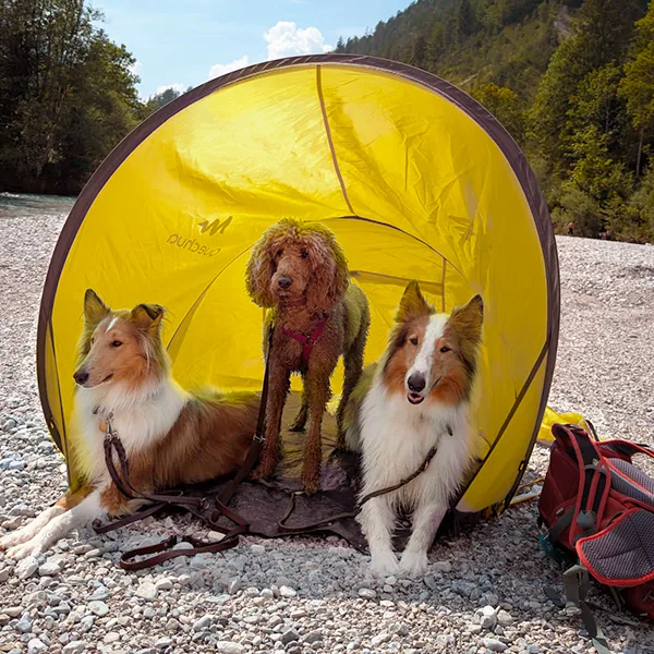 Zwei Collies und ein Pudel sitzen bei einem Ausflug in einer gelben Strandmuschel