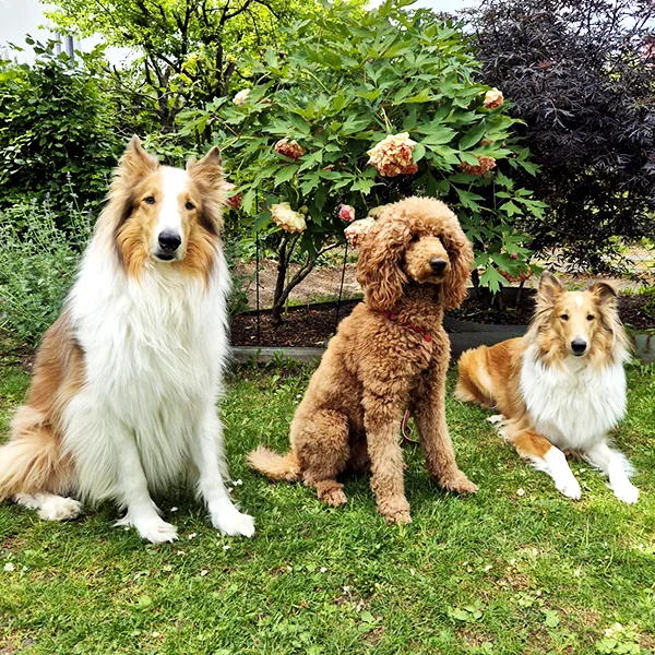 Zwei Collies und ein Pudel sitzen im Garten vor einem blühenden Strauch