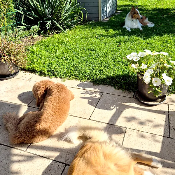 Drei Hunde liegen entspannt auf Terrasse und Wiese im Garten