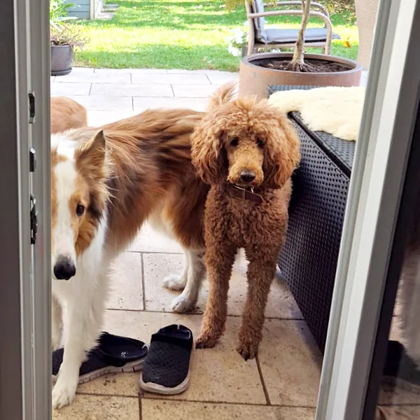 Pudel und Collie stehen an der offenen Terrassentür