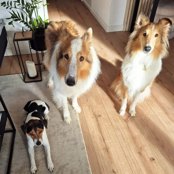 Zwei Collies und ein kleiner Hund warten morgens im Wohnraum