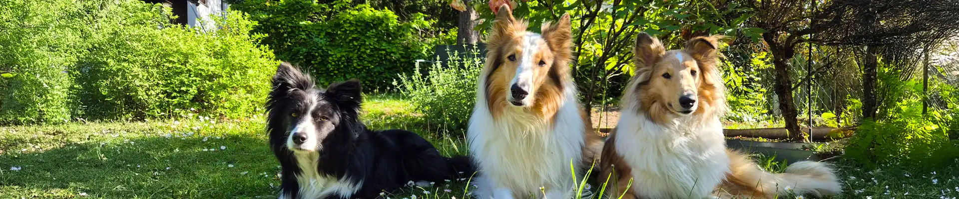 Drei Hunde liegen im Garten auf der Wiese
