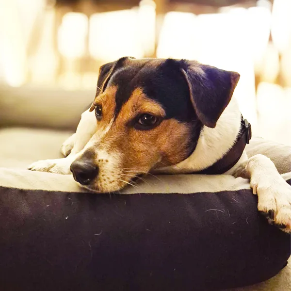 Kleiner Hund ruht mit dem Kopf auf dem Rand seines Hundebetts