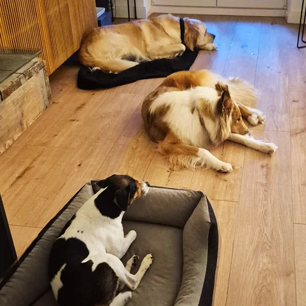 Drei Hunde dösen im Haus auf ihren Plätzen