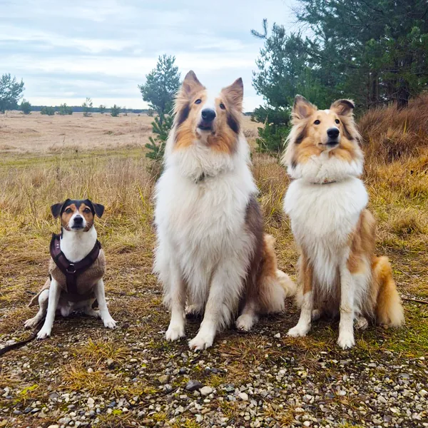 Zwei Collies und ein kleiner Hund sitzen beim Spaziergang in der Heide