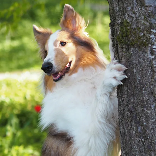 Collie stützt sich im Garten an einem Baumstamm ab
