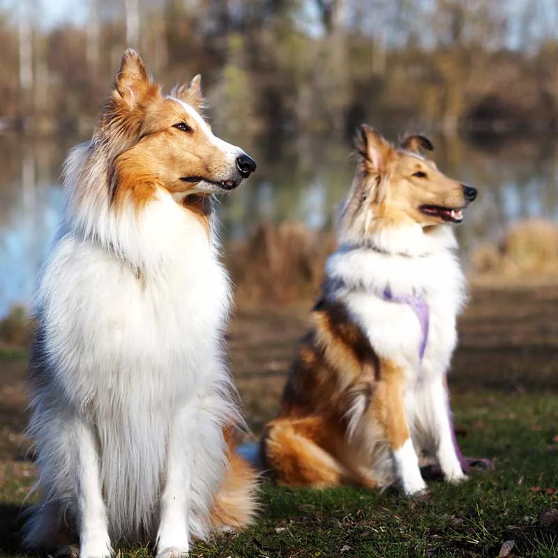 Zwei Collies sitzen auf einer Wiese am Wasser