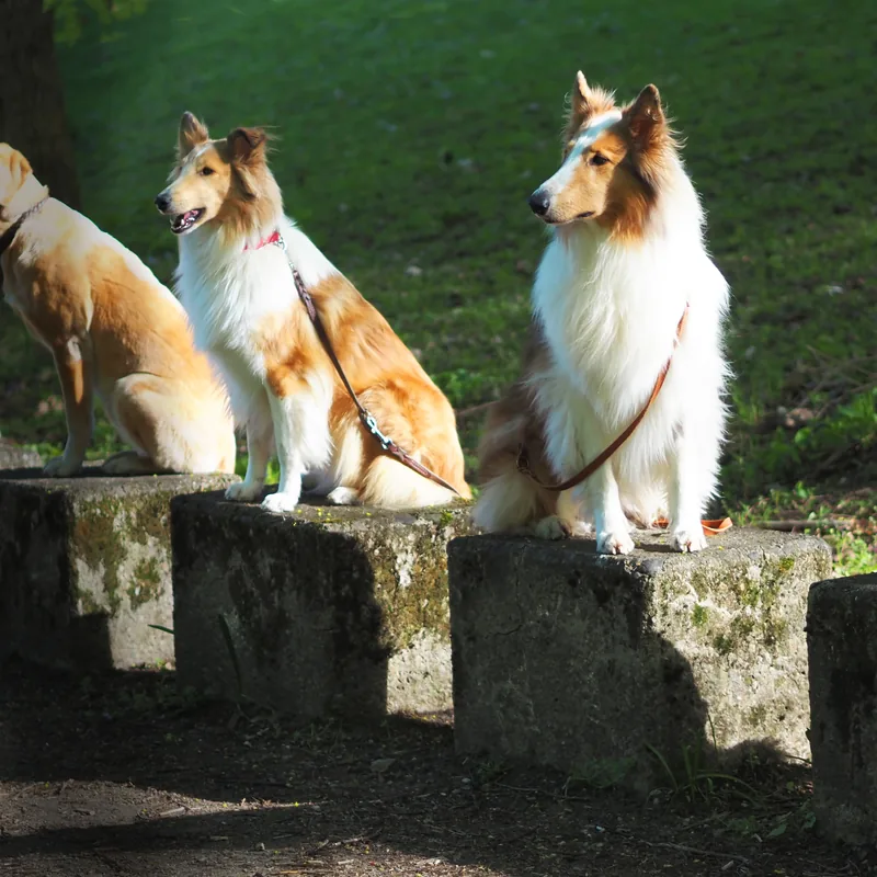 Zwei Collies sitzen angeleint auf Steinblöcken und schauen aufmerksam zur Seite